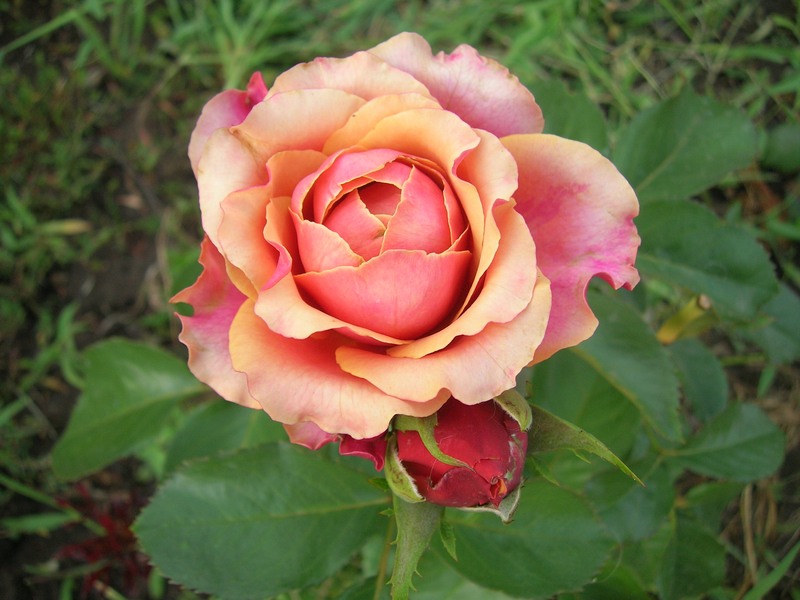 Роза черри бренди фото описание