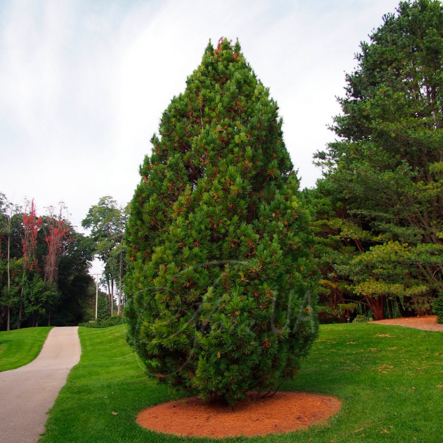 Кедр хвойное. Сосна Кедровая европейская. Сосна Сибирская Кедровая Pinus Cembra. Сосна Кедровая европейская Pinus Cembra. Сосна Кедровая (Pínus Cembra)*.