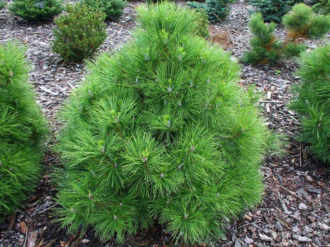 Pinus nigra 'Nana'