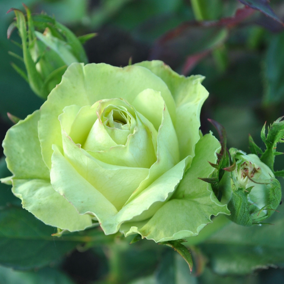 Роза чайно гибридная зеленый чай фото